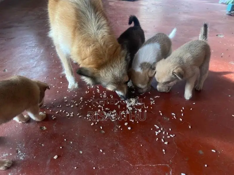 Pomeranian Puppies