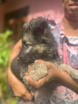 German Shepherd Puppies