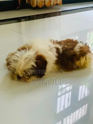 Shih Tzu Puppy