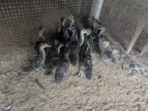 Mascovy Duck