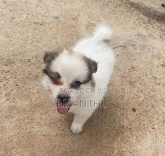 Pomeranian Puppies