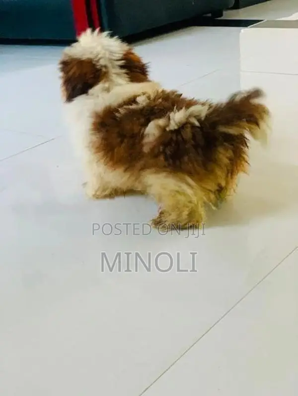 Shih Tzu Puppy