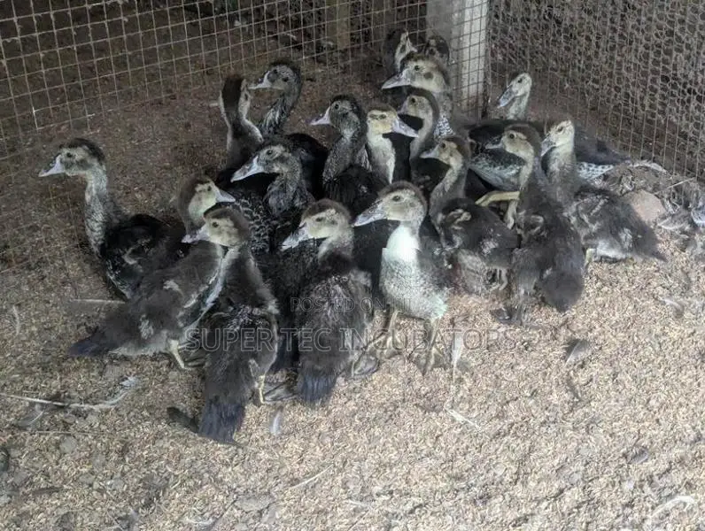 Mascovy Duck
