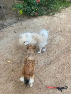 Pomeranian Puppies