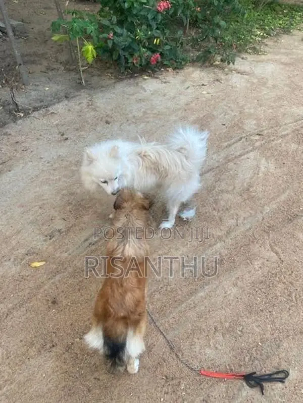 Pomeranian Puppies