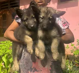 German Shepherd Puppies