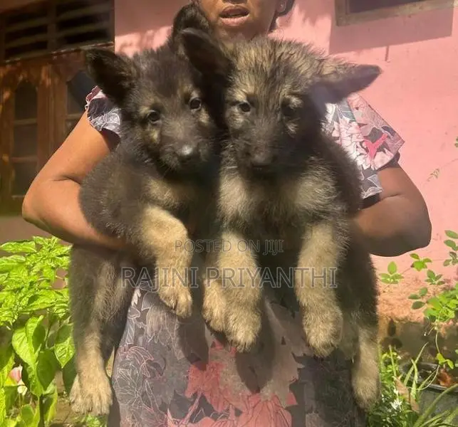 German Shepherd Puppies