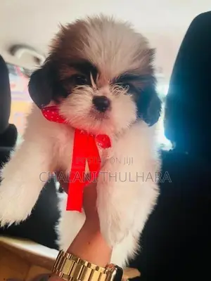 Shih Tzu Puppies
