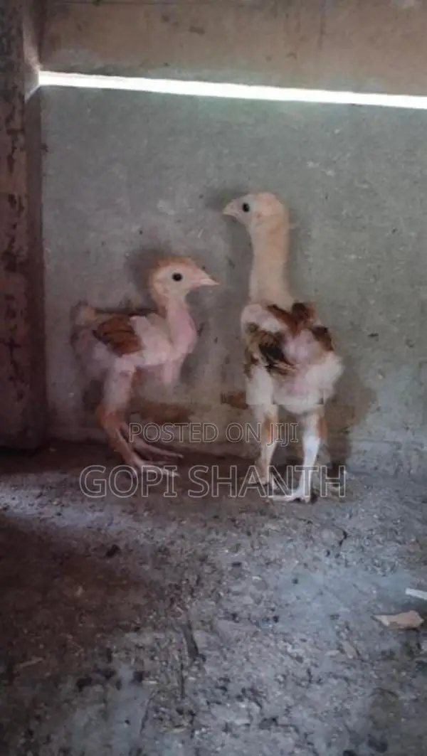 Farm Hens