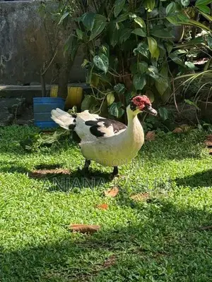 මස්කොව් තාරාවන්