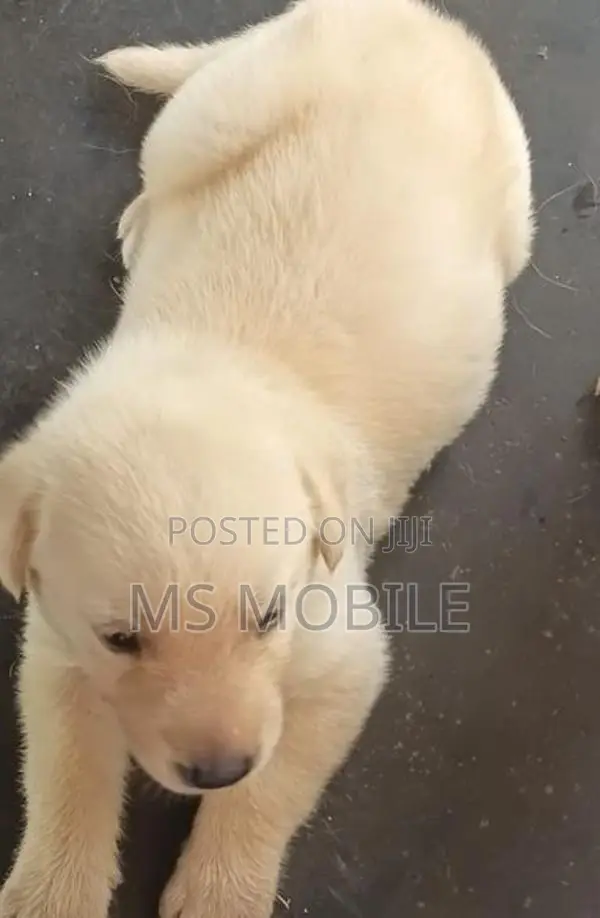 Labrador Retriever Puppies