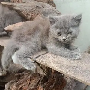 Persian Cats