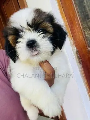 Shih Tzu Puppies
