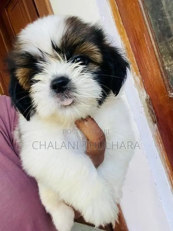 Shih Tzu Puppies