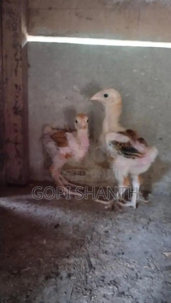 Farm Hens