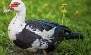 මස්කොව් තාරාවන්