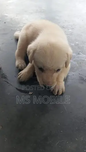 Labrador Retriever Puppies