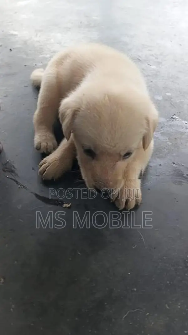 Labrador Retriever Puppies