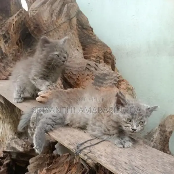 Persian Cats