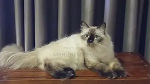 Himalayan Cat
