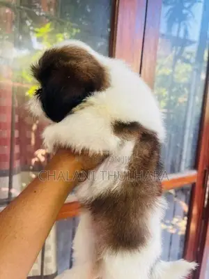 Shih Tzu Puppies