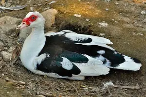 මස්කොව් තාරාවන්