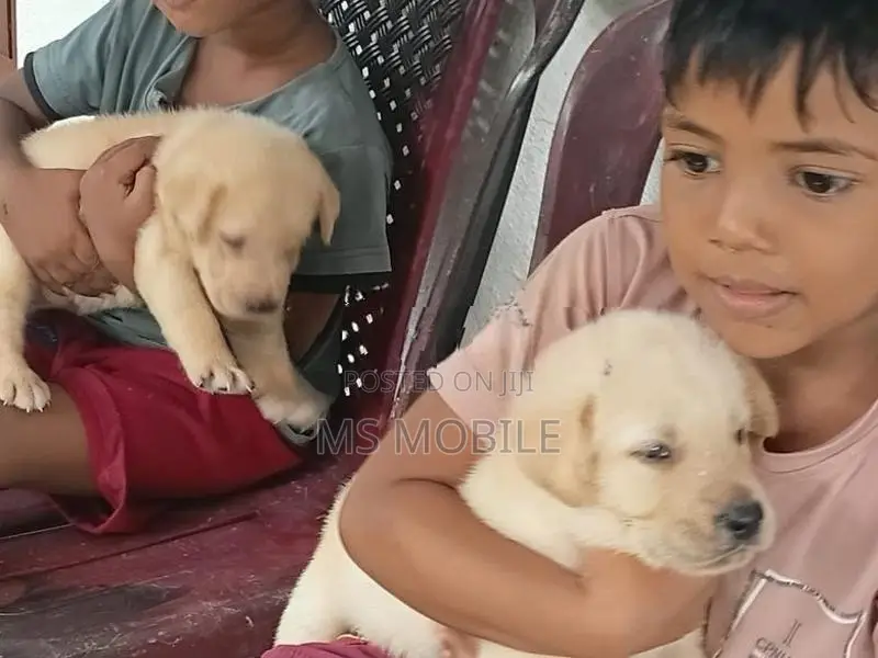Labrador Retriever Puppies