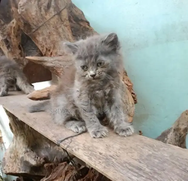 Persian Cats