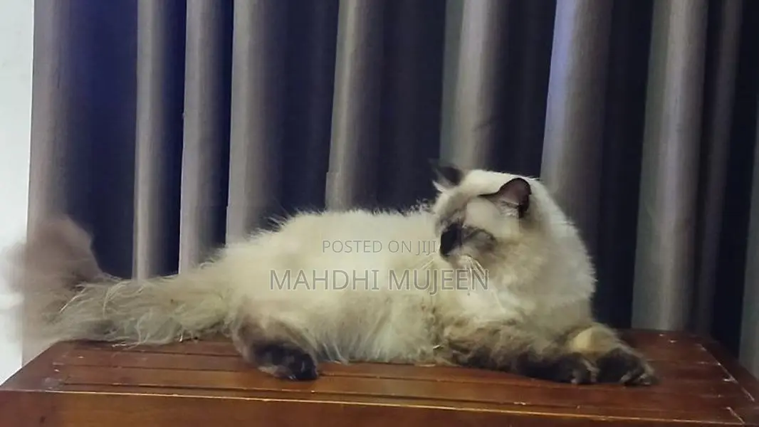 Himalayan Cat