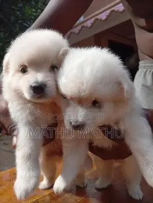Lion Pomeranian Puppies