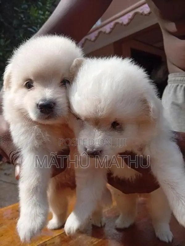 Lion Pomeranian Puppies
