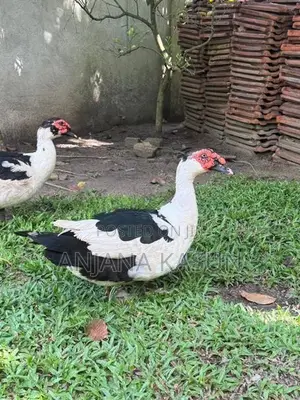 මස්කොව් තාරාවන්