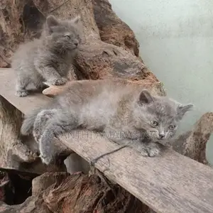 Persian Cats