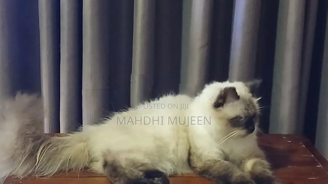 Himalayan Cat