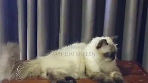 Himalayan Cat