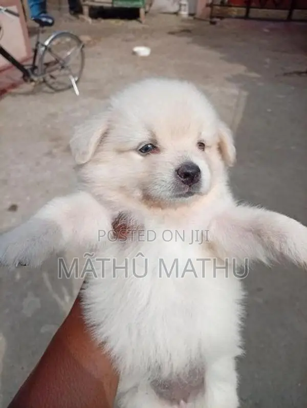 Lion Pomeranian Puppies