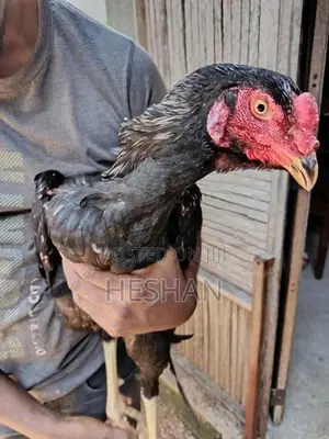 Farm Hen