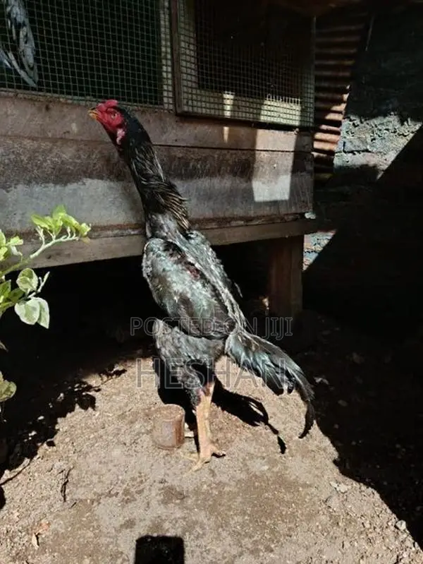Farm Hen