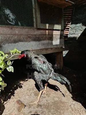 Farm Hen