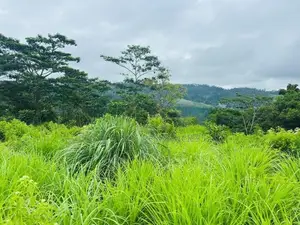 Lands for Sale in Pussellawa