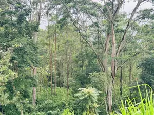 Lands for Sale in Pussellawa