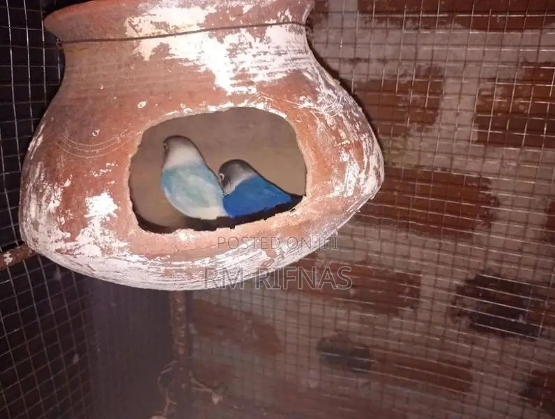 Love Birds