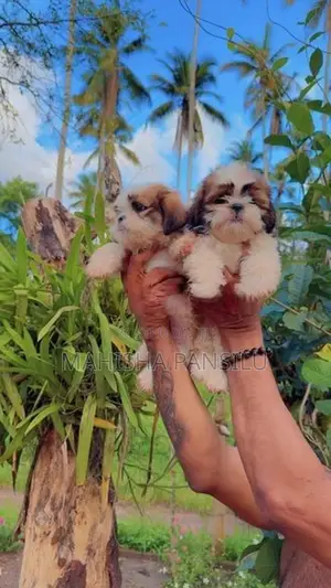 Shih Tzu Puppies