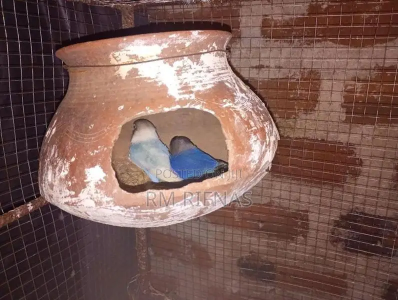 Love Birds