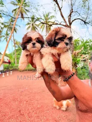 Shih Tzu Puppies
