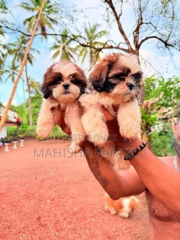 Shih Tzu Puppies