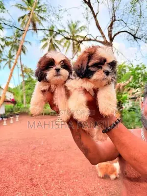 Shih Tzu Puppies