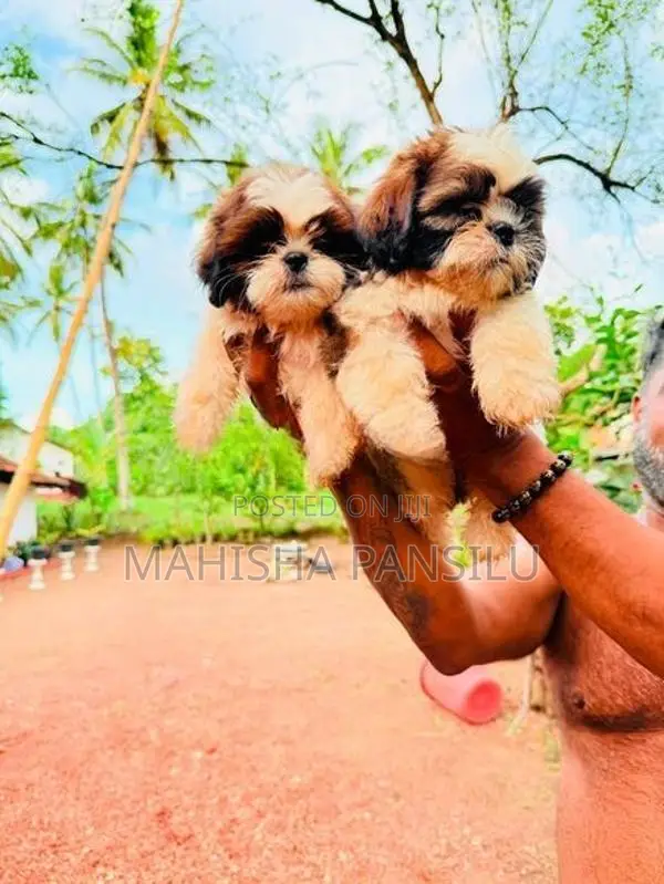 Shih Tzu Puppies