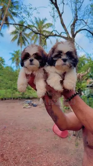Shih Tzu Puppies