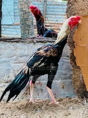 Aseel Rooster